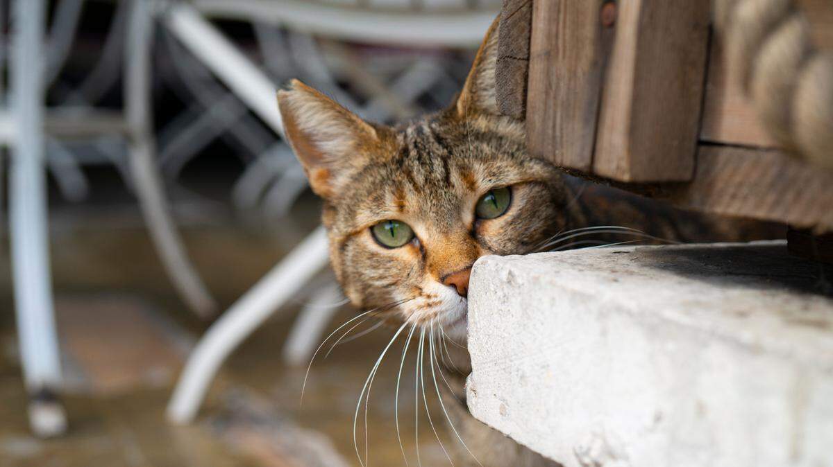 Domestic Cat, Undomesticated Cat, Stray Animal, Loneliness, Animal
