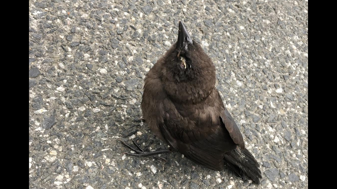 A mysterious eye illness is killing birds in Virginia, West Virginia, Maryland and Washington DC. Don’t feed or touch wild birds, experts warn