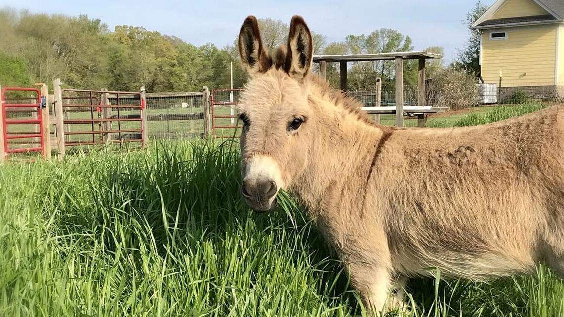 Facing another dull virtual meeting? Invite Mambo, the mini-donkey. 