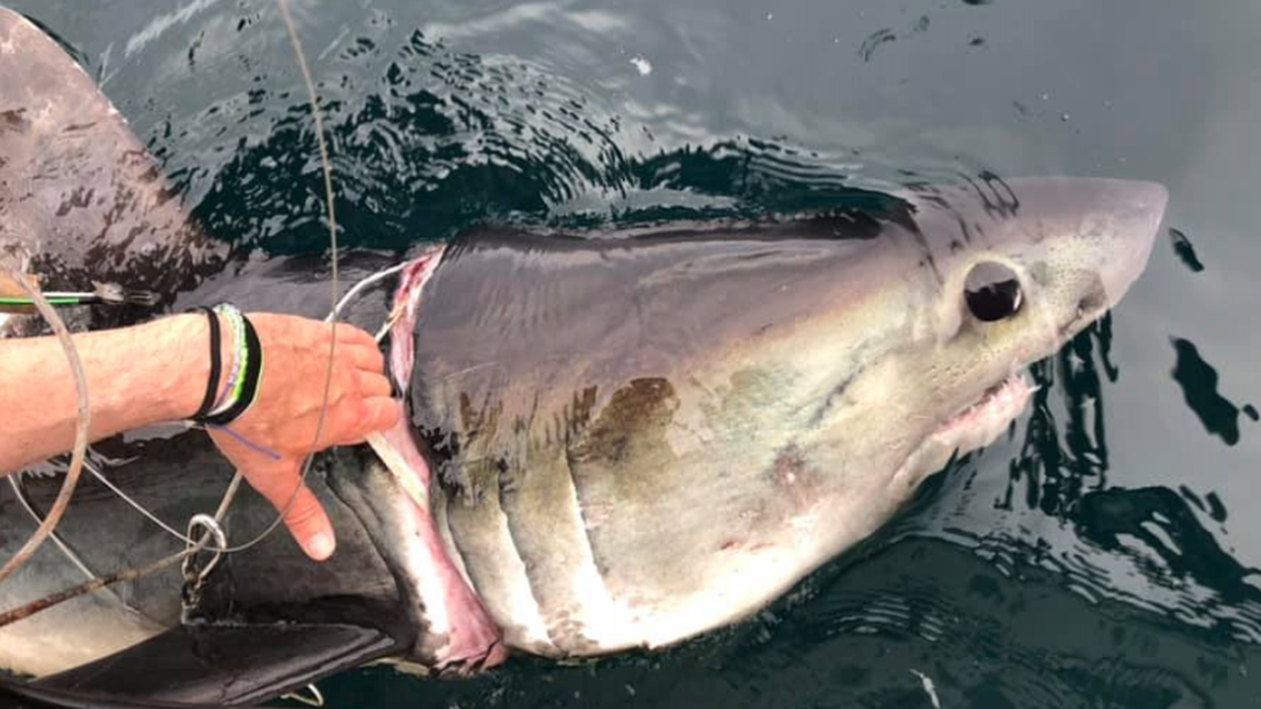 This photo shows the wound suffered by the 7-foot shark after it grew for years with a piece of plastic around its neck.