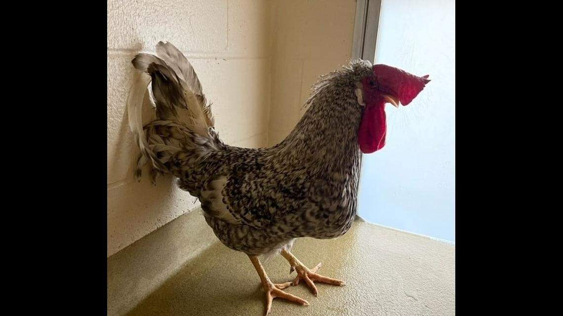 A rooster’s reign of terror at Union County’s animal shelter has ended, after an extremely brave soul in the community stepped forward to adopt the bad bird known as “Cluck Norris.”