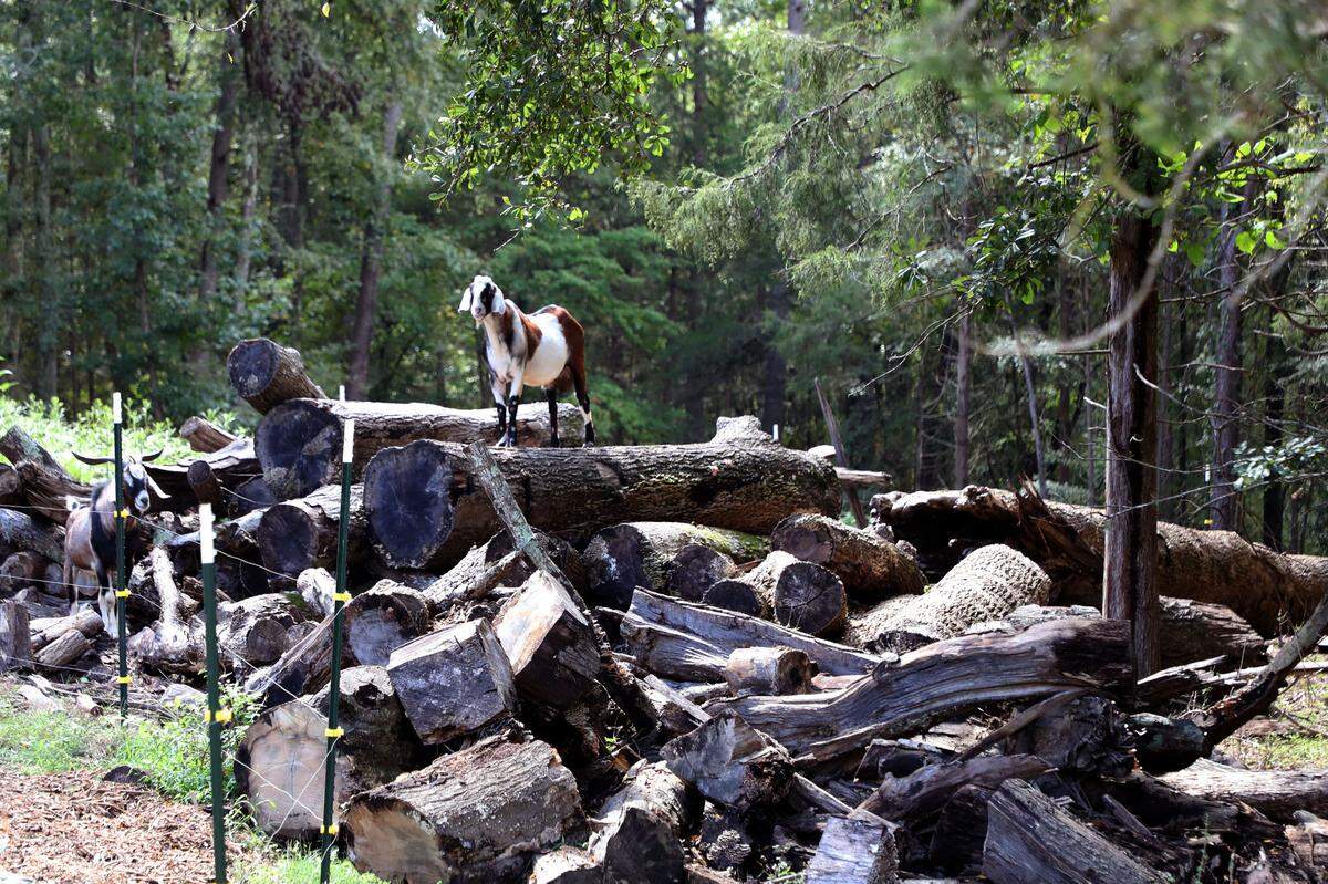 With an advantage view, this goat can keep an eye out for an unexpected visitor the 7-acre DeepRoots CPS Farm in northwest Charlotte, NC