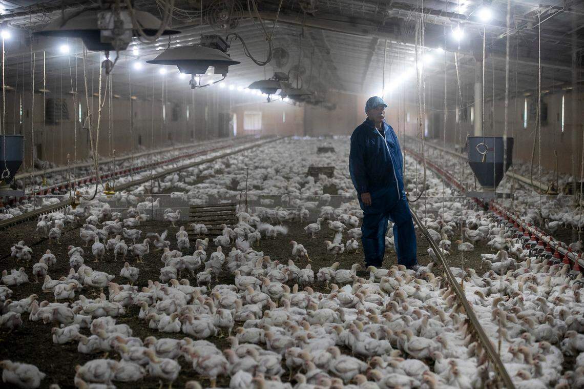 Mike Levengood, farmer relationship advocate and chief animal care officer for Perdue, visits a poultry farm in Robersonville. He said the company is working to ensure its contract chicken farmers succeed financially.