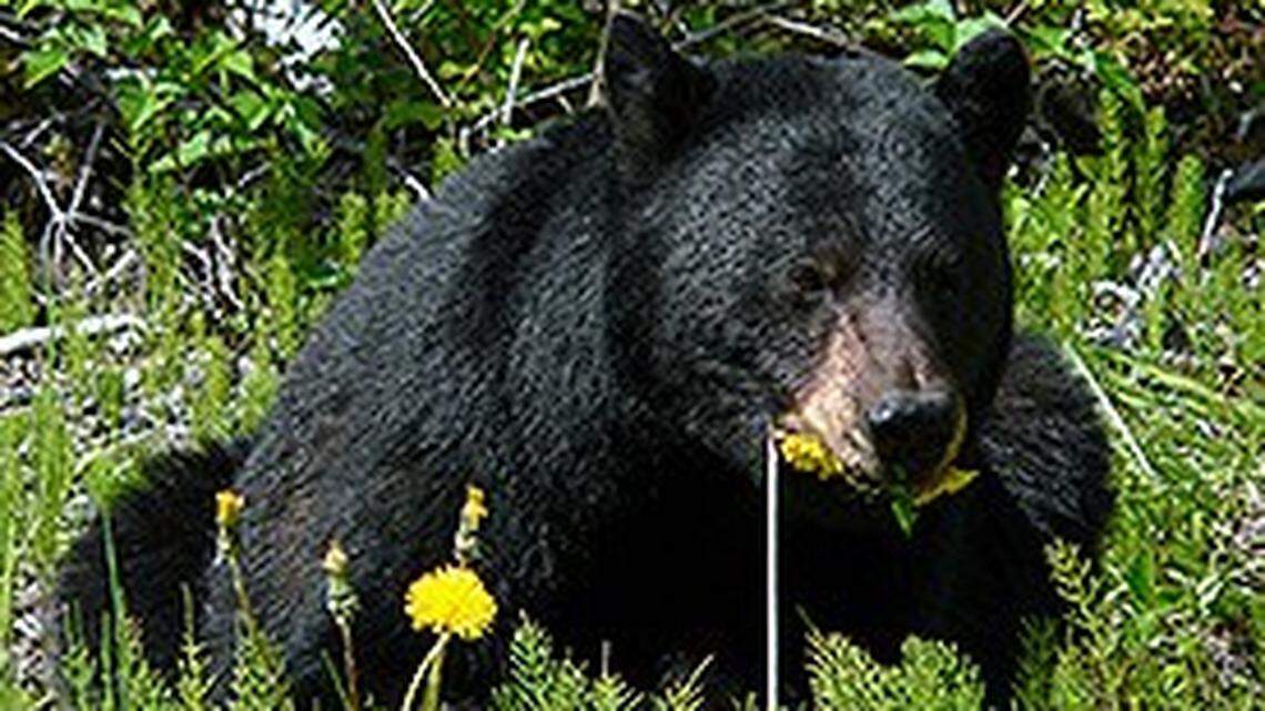 A woman was fined $60,000 for feeding bears eggs, fruit and vegetables in Canada in 2018, officials said.