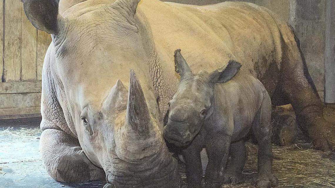A southern white rhino born Monday at the North Carolina Zoo in Asheboro, and its mother, Linda.