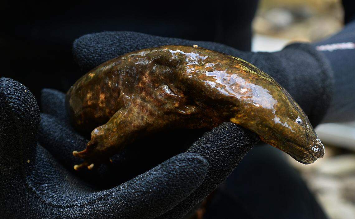 At more than two feet in length mature hellbenders are North America’s largest salamander and third largest in the world. The ambush predators that hole up under rocks during the day in some mountain streams can live to 30 years or more.