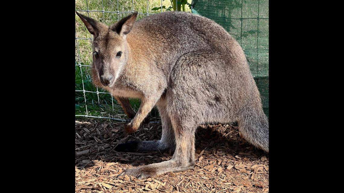 A wallaby escaped its confines at the Memphis Zoo in Tennessee during a fierce storm, prompting a strange search in nearby neighborhoods.