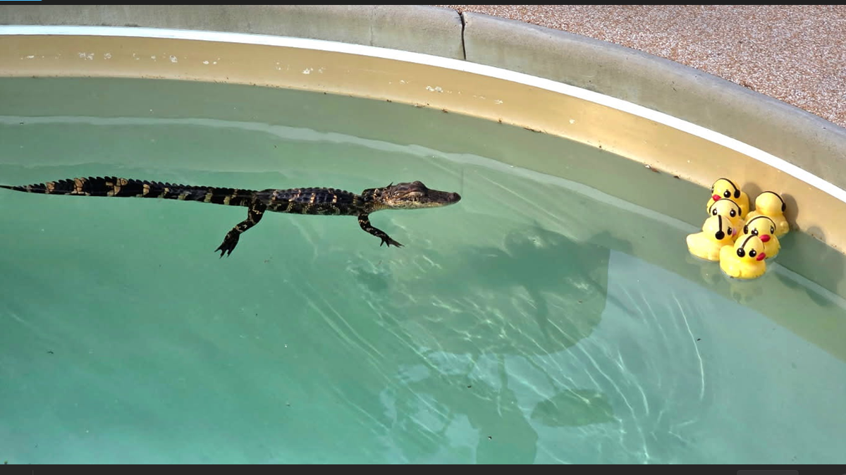 This is what 73-year-old retired journalist J.D. Leipold woke up to Wednesday morning after he had his morning coffee. The alligator likely slipped through a 5-inch-wide gap in the fence, and made itself at home, Leipold says. 