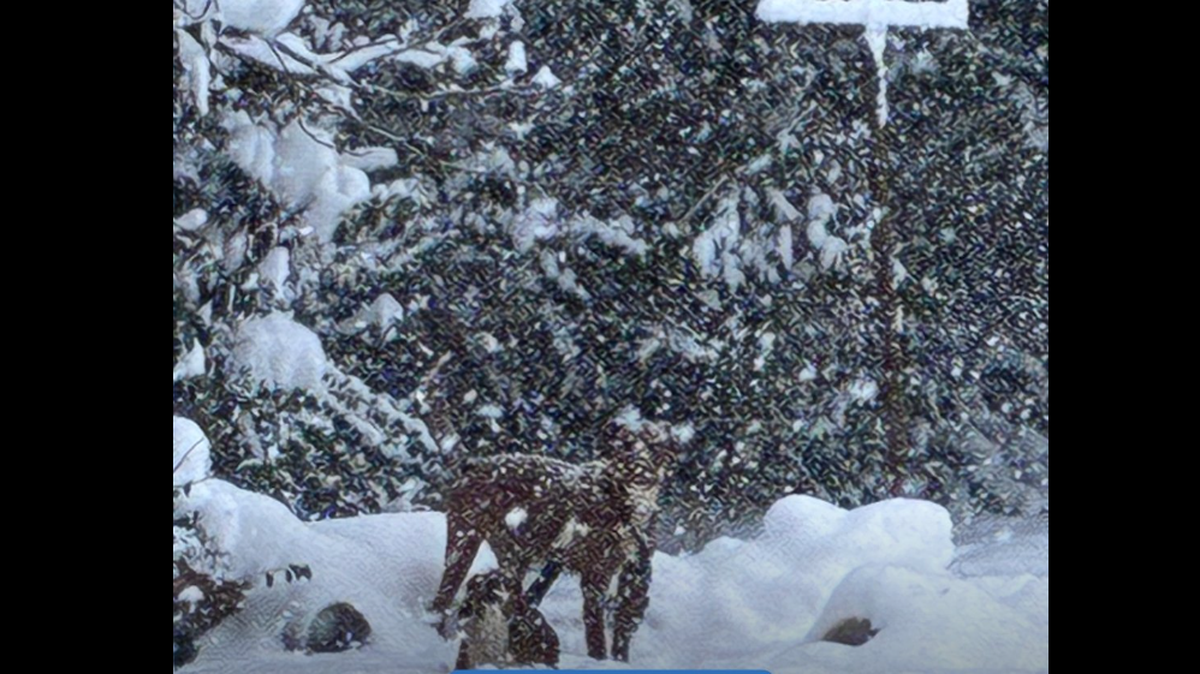 Animal Care and Control shared photos Feb. 2 on social media showing the dogs were found in blizzard conditions, with no form of shelter or warmth in sight.