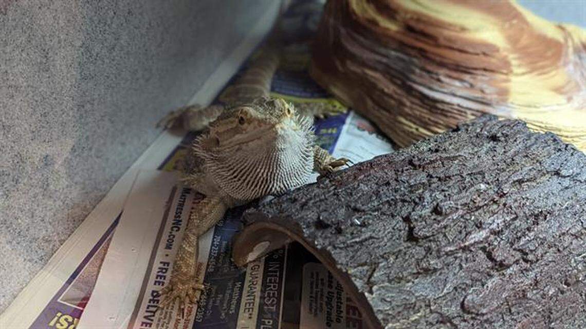 A bearded dragon is available for adoption at Charlotte-Mecklenburg Police Animal Care and Control shelter.