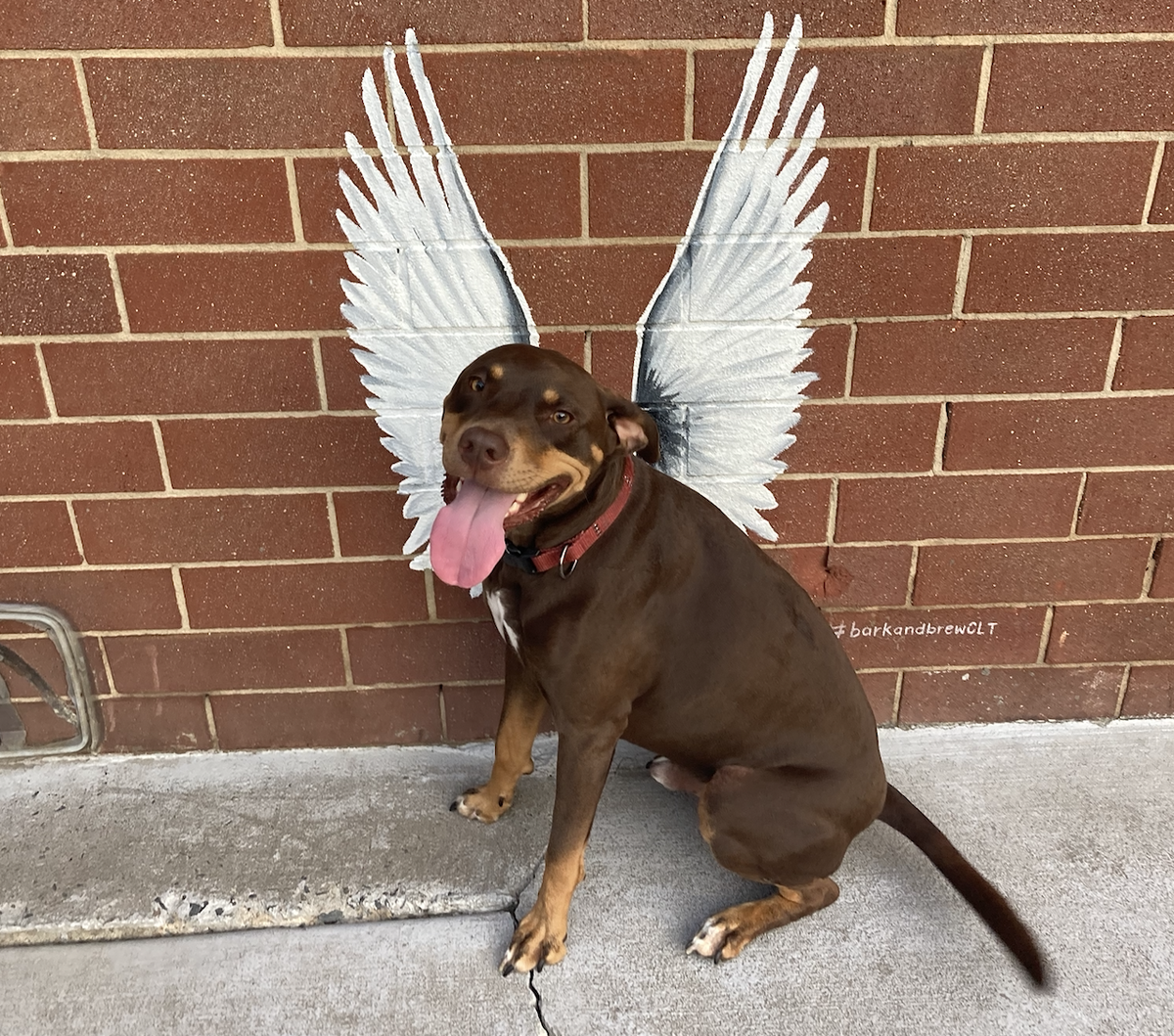 Will Soistman’s dog Gucci’s favorite hangout in Charlotte is Lucky Dog Bark & Brew.
