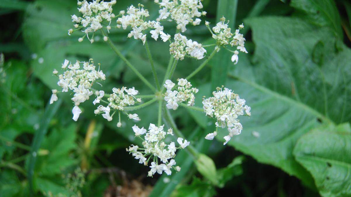 Sap from the invasive giant hogweed plant can burn your face and even cause blindness, plant biologists say. Virginia Tech has released a list of do’s and don’t’s should the plant appear on your land.