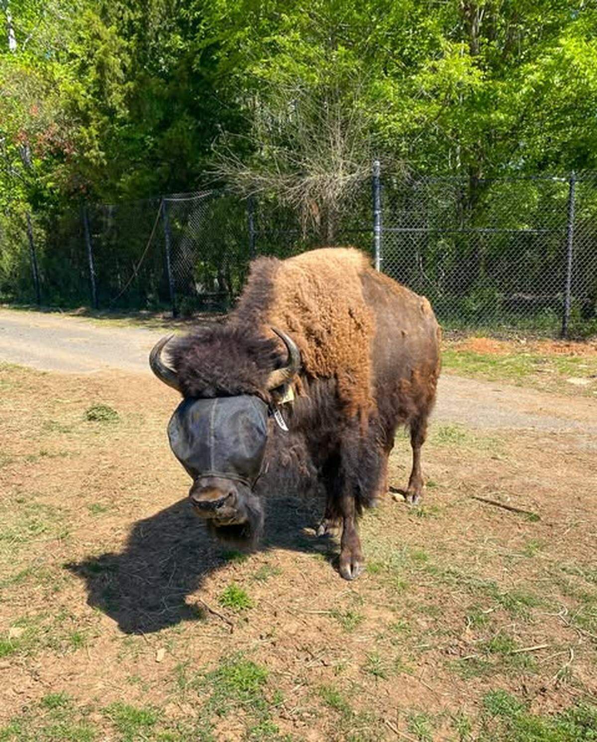 Annie the bison seems unaware of her growing celebrity status at the North Carolina Zoo. She’s wearing a mask because of allergies.