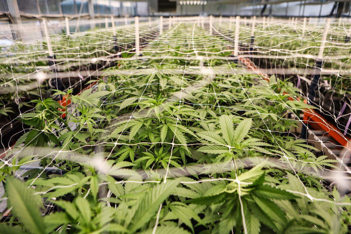 A glass greenhouse houses cannabis plants as they grow through a vegetative stage. The plants reach the vegetative stage around three weeks and continue until sixteen weeks, at which point they begin to flower.