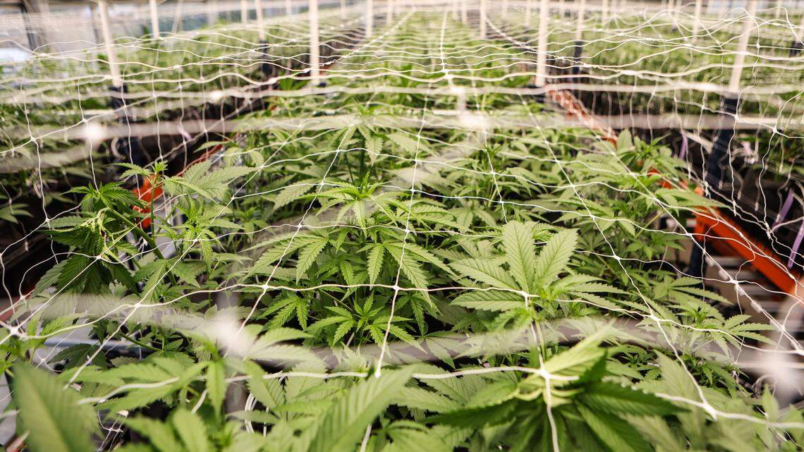 A glass greenhouse houses cannabis plants as they grow through a vegetative stage. The plants reach the vegetative stage around three weeks and continue until sixteen weeks, at which point they begin to flower.