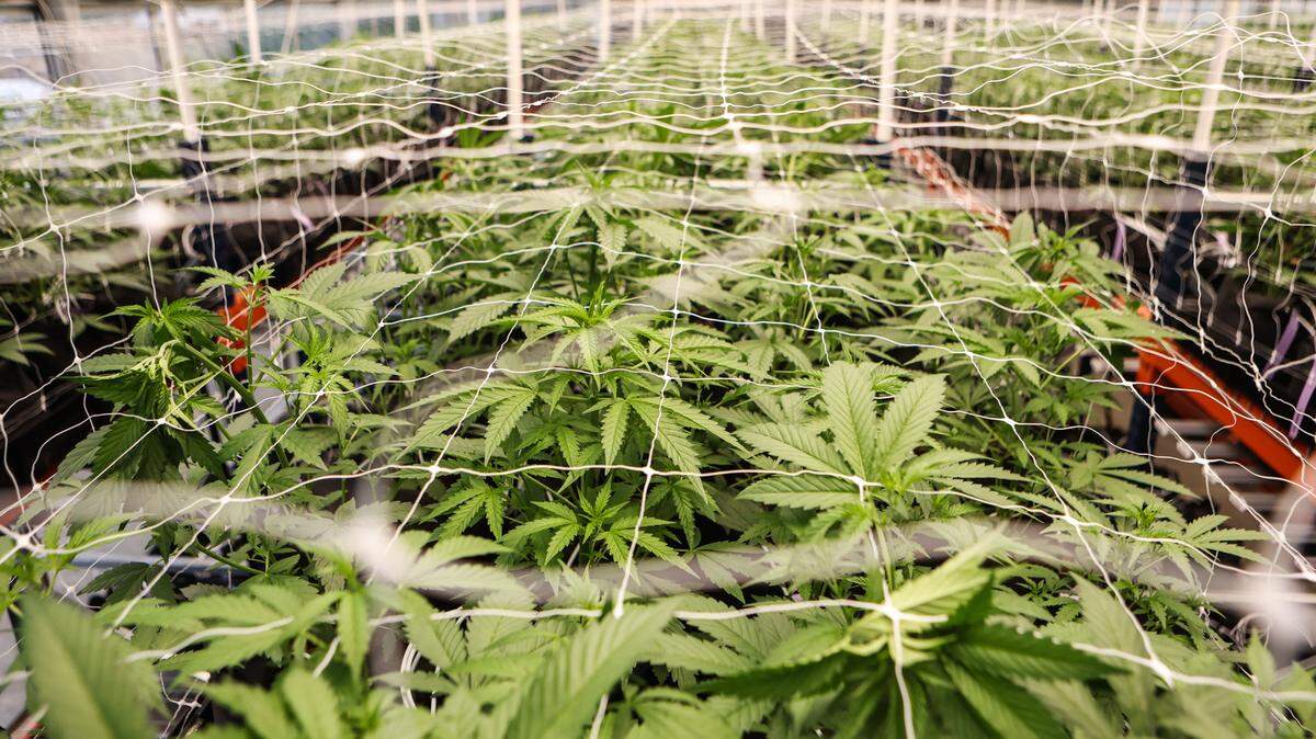A glass greenhouse houses cannabis plants as they grow through a vegetative stage. The plants reach the vegetative stage around three weeks and continue until sixteen weeks, at which point they begin to flower.
