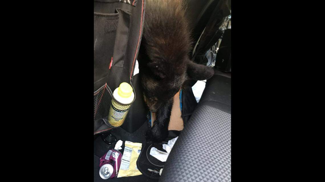 A black bear died after getting stuck inside a parked car at a Sevierville rental cabin in Tennessee June 22.