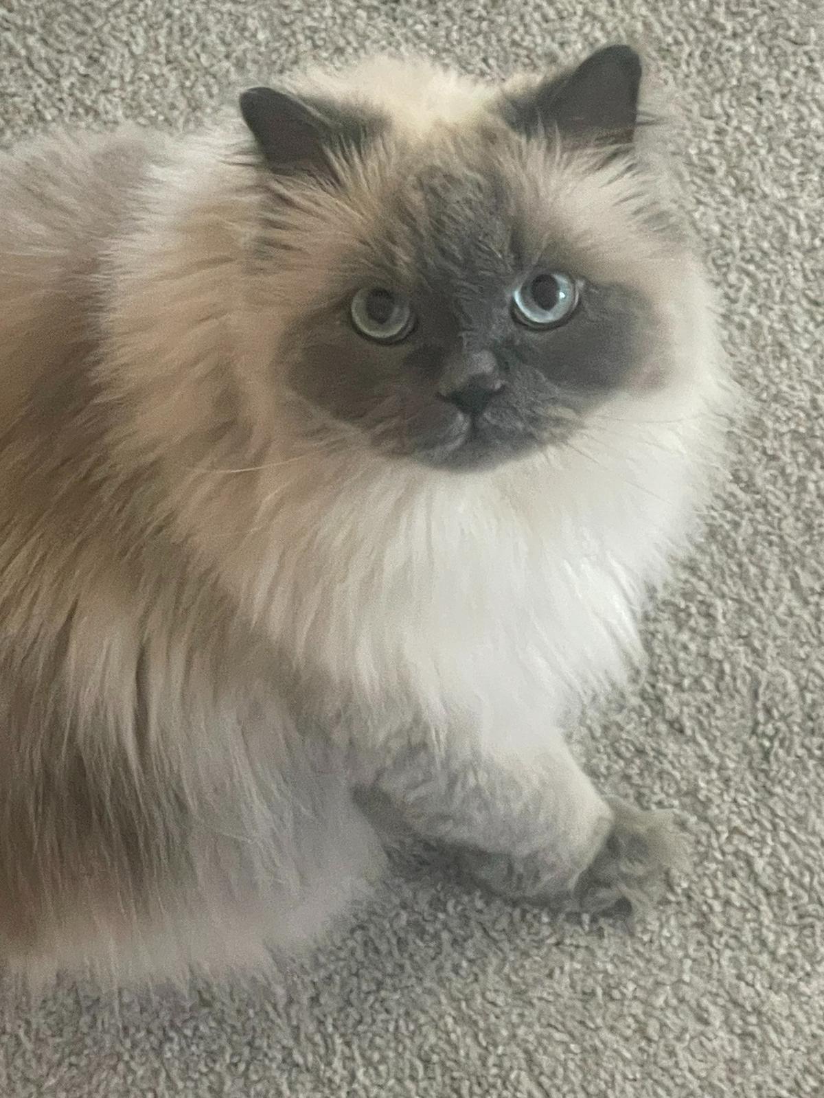 Suga was named a finalist in The Charlotte Observer’s “cutest cat in Charlotte” contest in fall 2024.