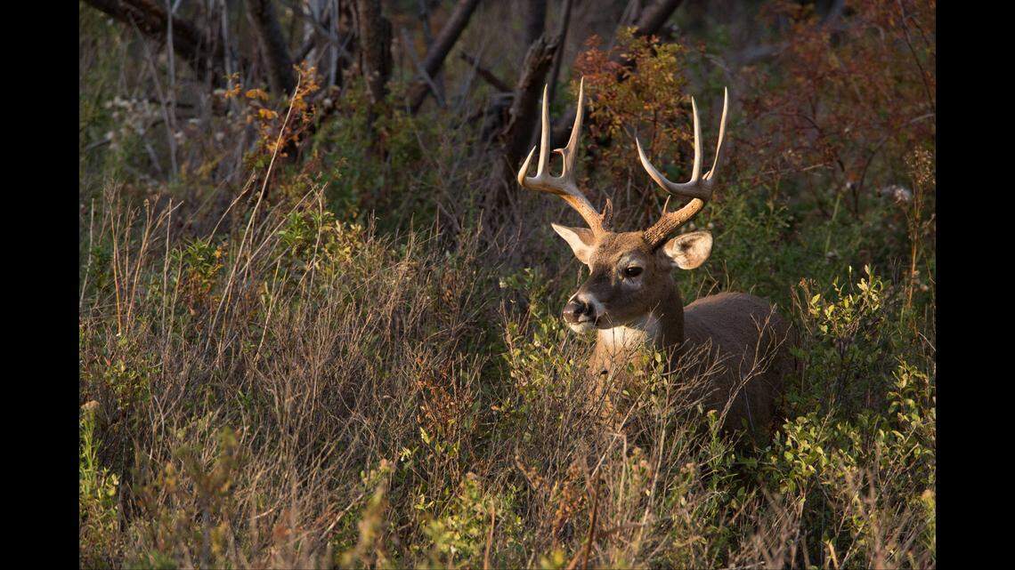 White-tailed deer are native to North Carolina and can reach 200 pounds, the N.C. Wildlife Resources Commission says. This is not the deer involved in the fatal crash that killed Michael Allen Duncan Jr. 
