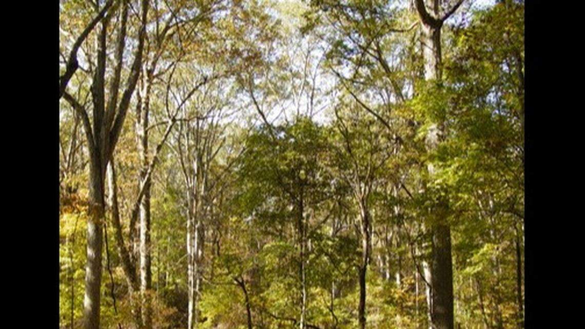 Tree poaching has become a major issue in Tennessee, and the state is warning landowners to keep watch over their oak, hickory and popular trees.