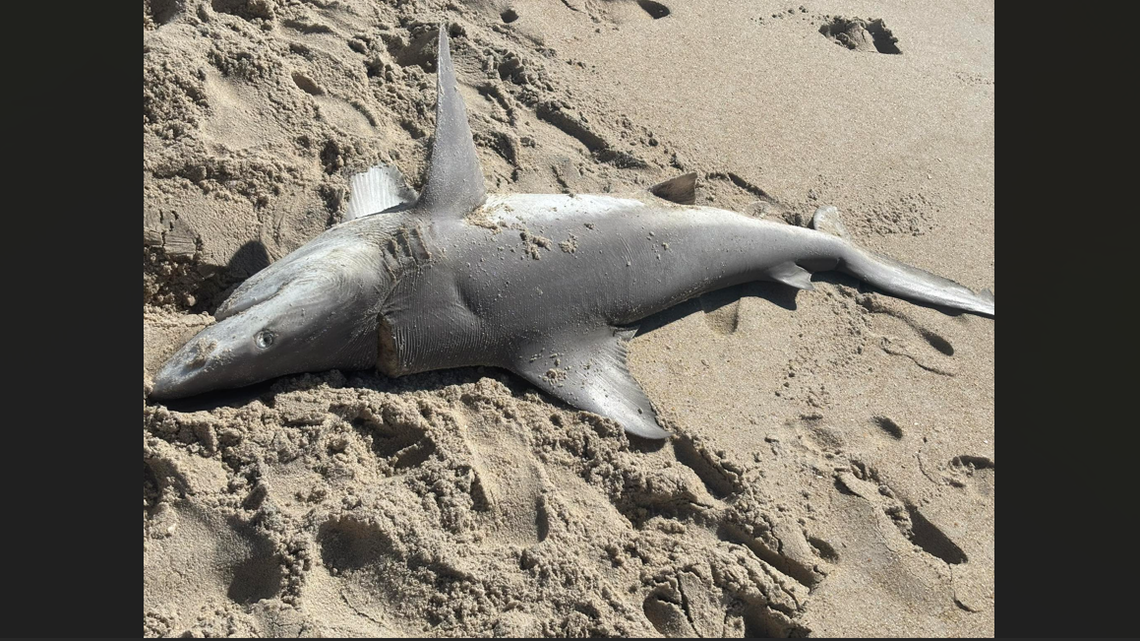 Sightseers stumble onto 2 dead sharks at North Carolina beaches, researchers say