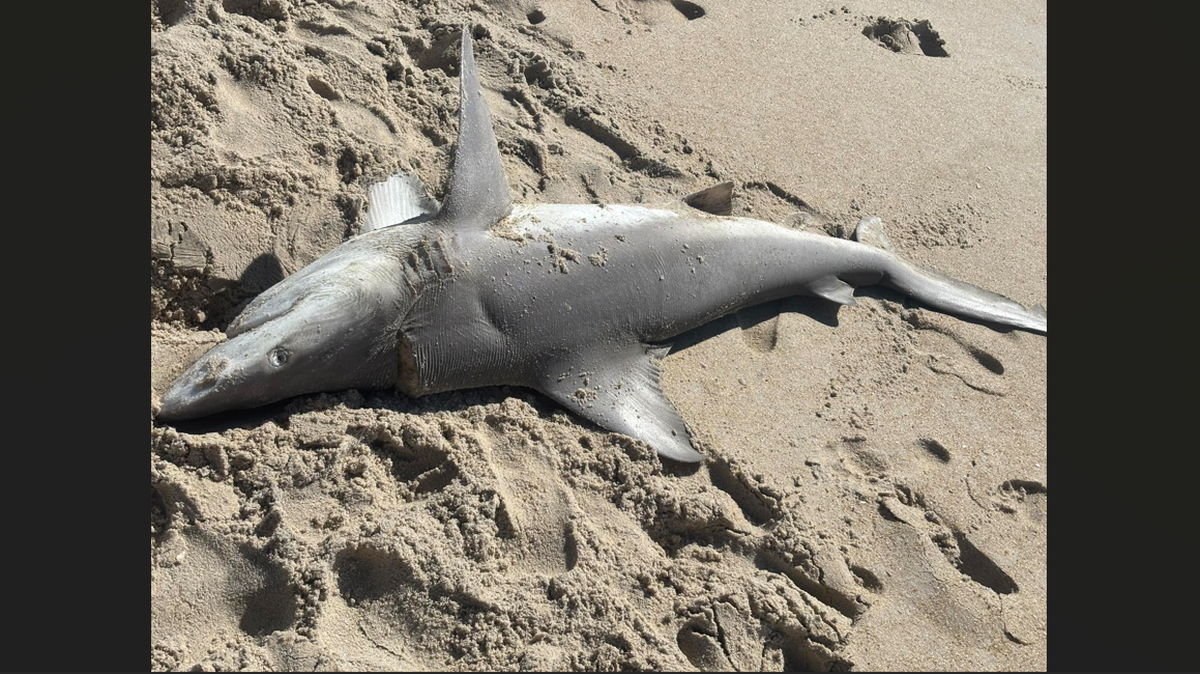 Two dead sharks washed up on beaches in North Carolina and experts aren’t sure how they died. One was a sandbar shark and the other a sand tiger shark, according to the N.C. Shark Conservancy.