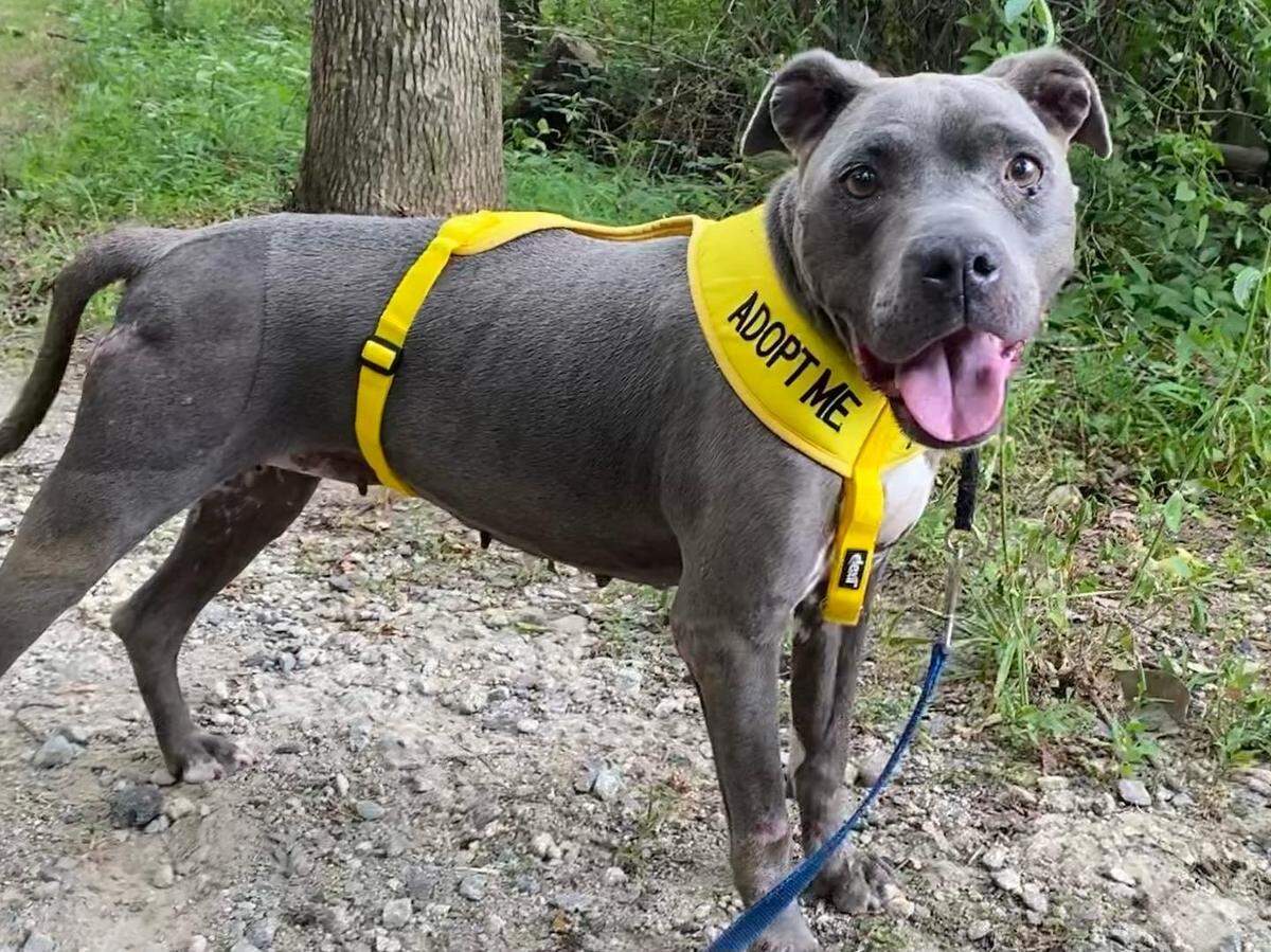 At the The LoSo Pup Crawl presented by the Charlotte Beer Collective and benefiting Friends of CMAS/CMPD Animal Care & Control, pets like Sasha will be up for adoption.
