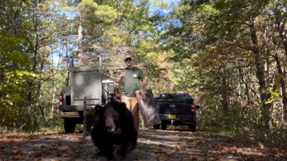 A baby black bear was set loose in a remote mountain area in North Carolina after months of rehabilitation, wildlife officials said.