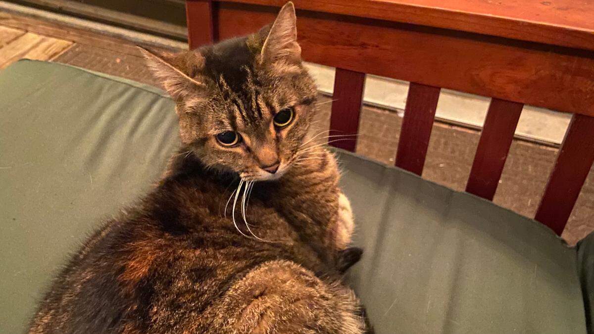 Amid a mental health struggle, Maddie Ellis suggests finding something that helps lift you up. For her, it’s been a cat named Ozzy that visits her doorstep.