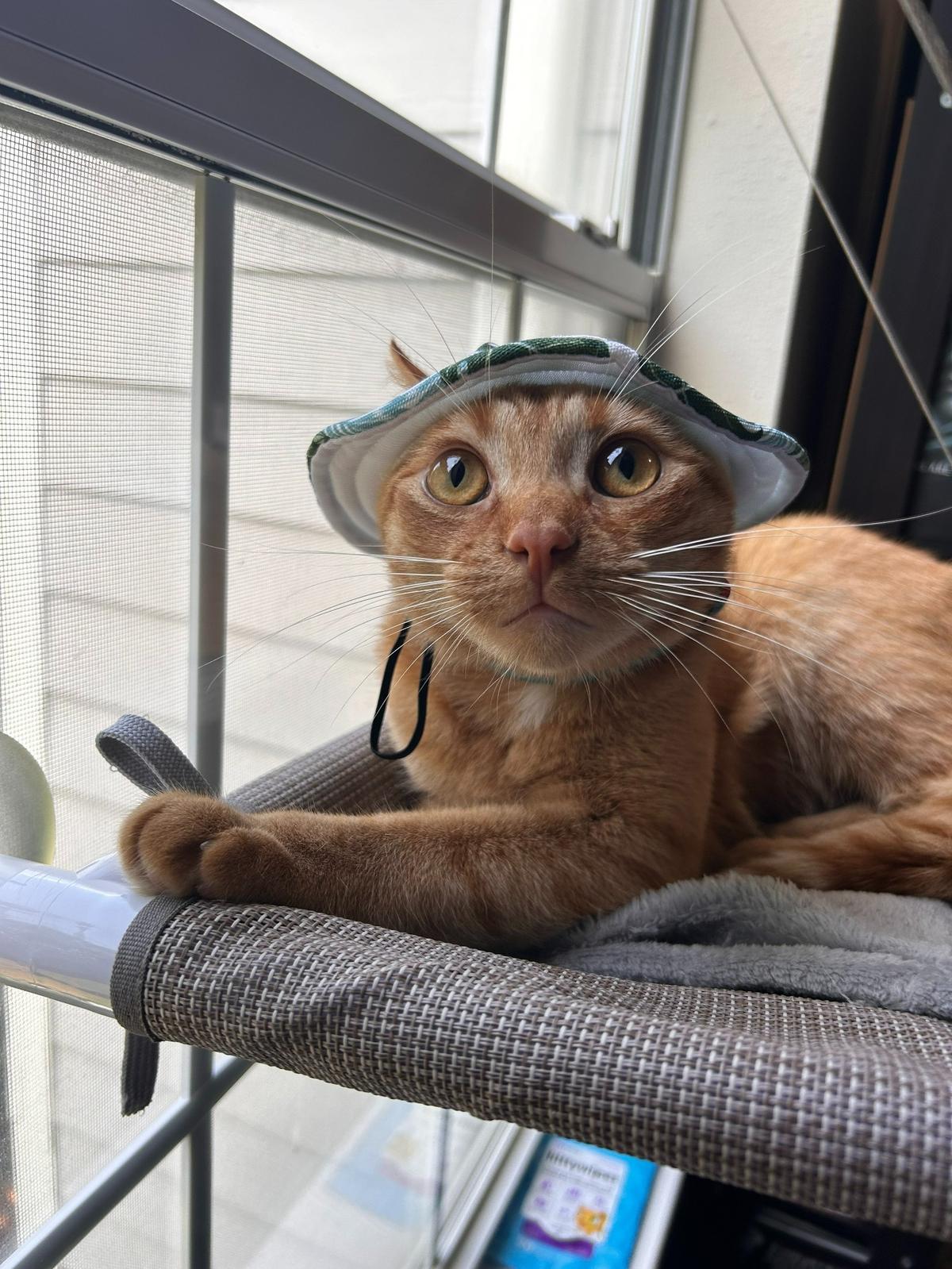 Dorito was named a finalist in The Charlotte Observer’s “cutest cat in Charlotte” contest in fall 2024.