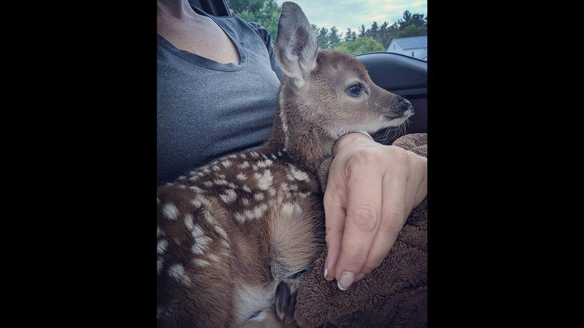 An animal control officer in Salem, New Hampshire, took the orphaned fawn on a four-hour drive to an animal rehab site.