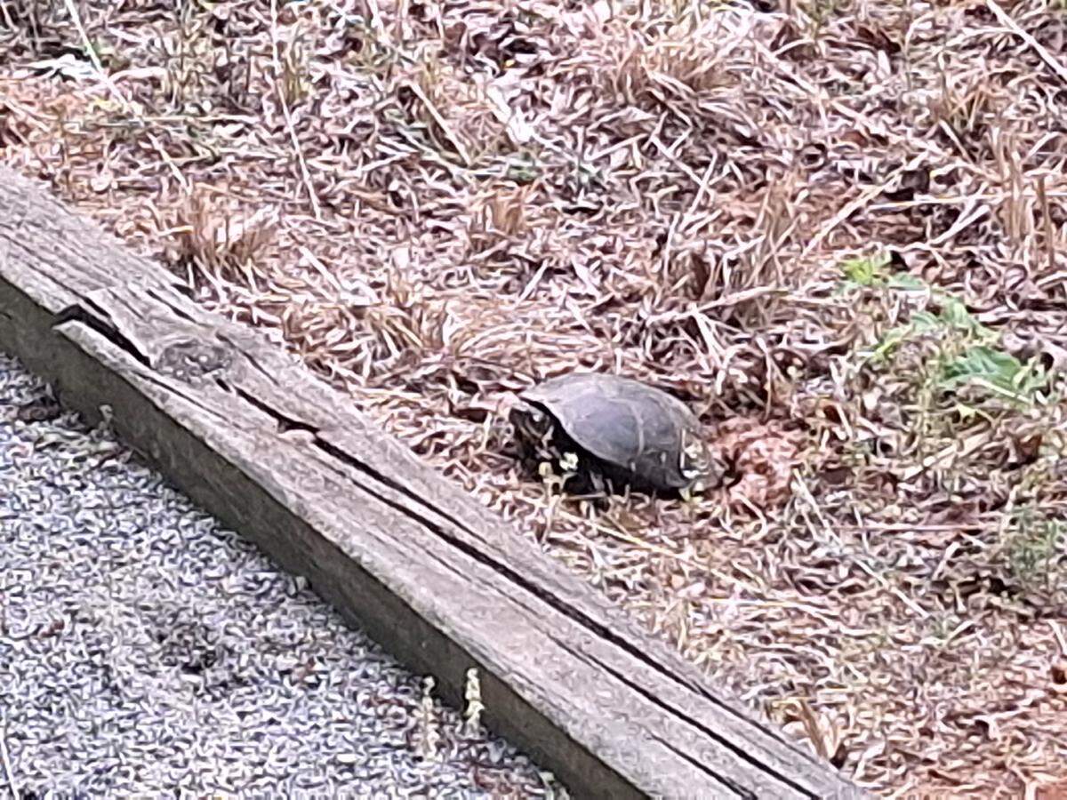 A turtle rests for a spell on the parched banks of a rain-depleted detention pond off Brawley School Road in Mooresville in May. Gone from the pond were its usual visitors, a stork and two mallard head ducks.