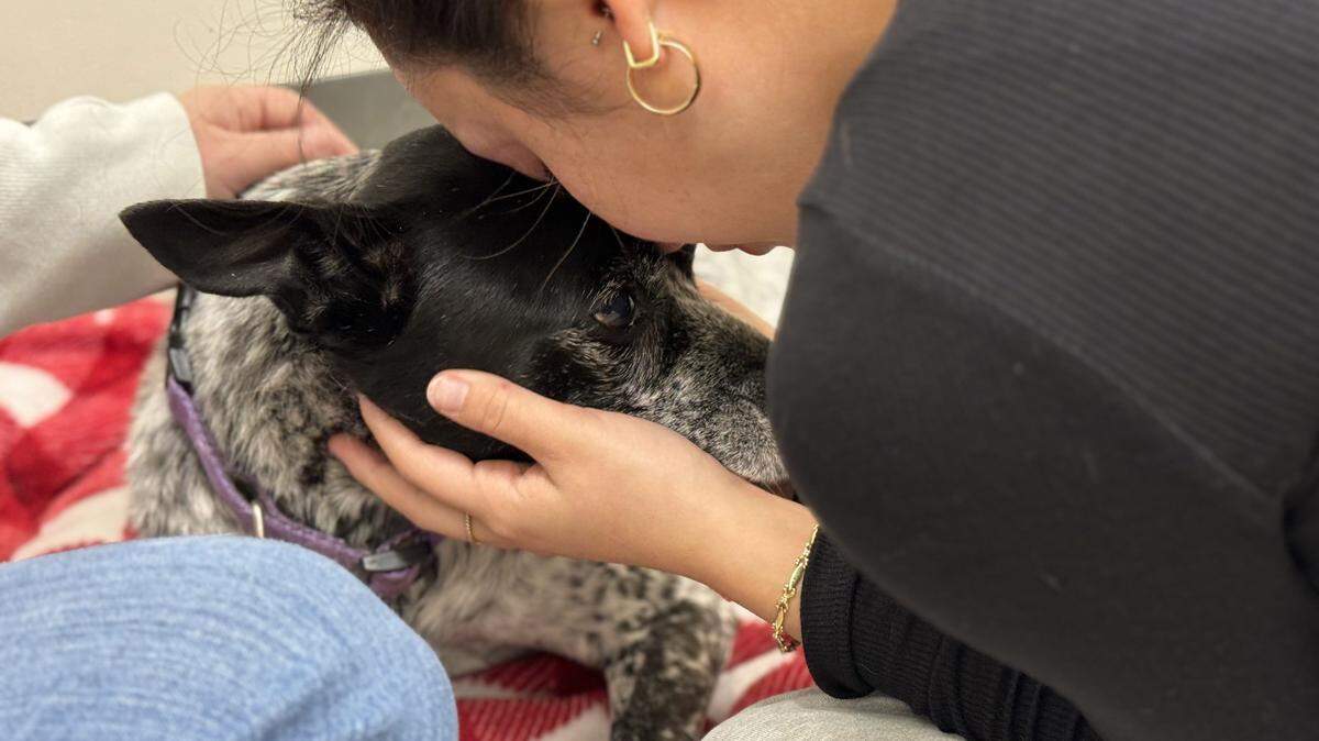 Our 14-year-old Australian cattle dog mix seemed unbreakable. But Sunday, she started having severe seizures. And we started wondering if it was time.