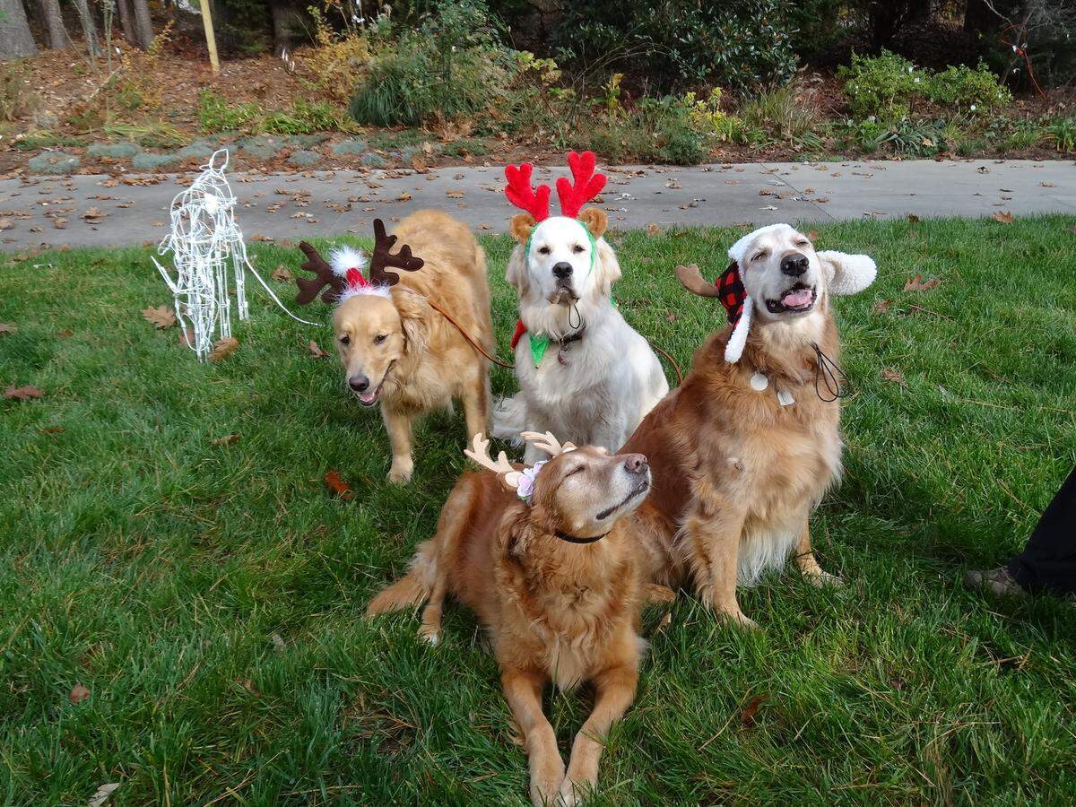 Reese, Redford, Lillee Daisy and Slade were named finalists in The Charlotte Observer’s “cutest dog in Charlotte” contest in fall 2024.