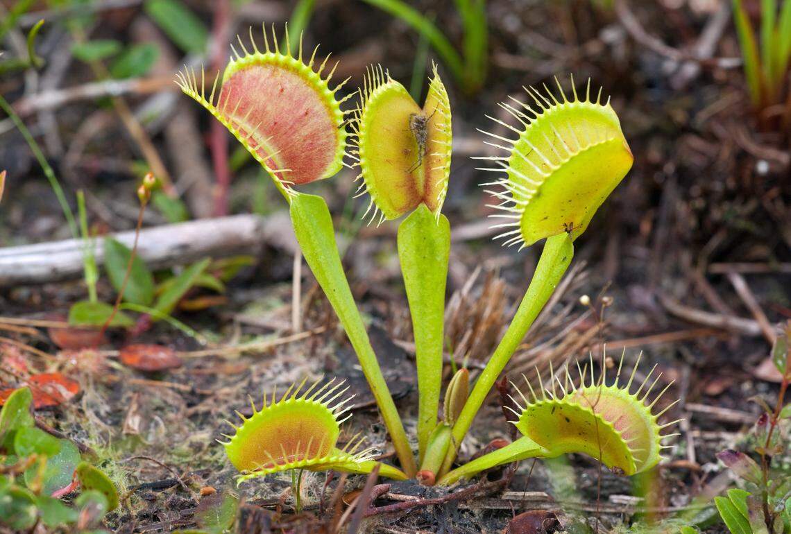 The insect-eating Venus flytrap is found naturally in a 90-mile radius around Wilmington.