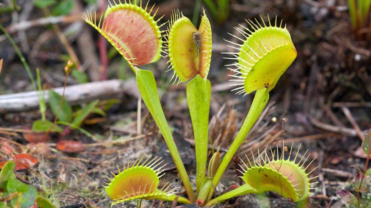Venus flytraps only grow in the Carolinas, in an area of southeastern North Carolina and northeastern South Carolina that encompasses approximately 90 miles around Wilmington, N.C.