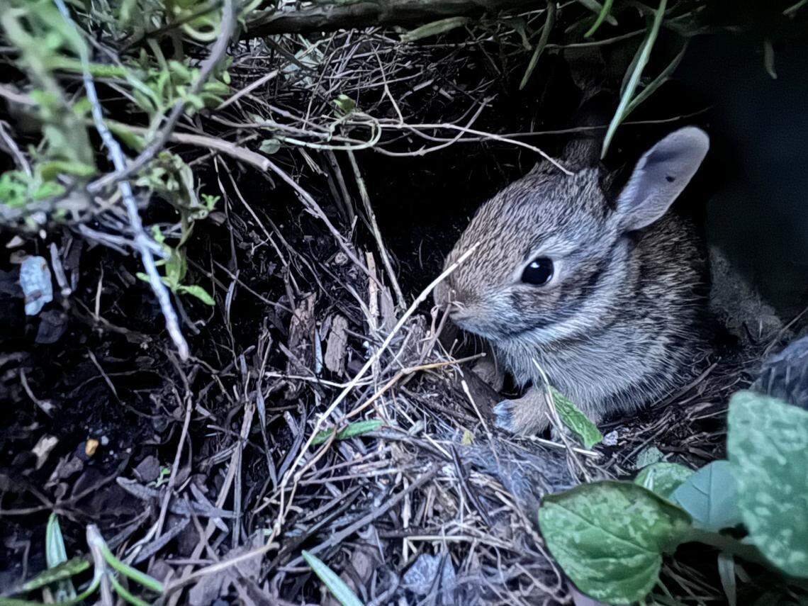 Experts say bunnies are typically born around Charlotte between February and October.