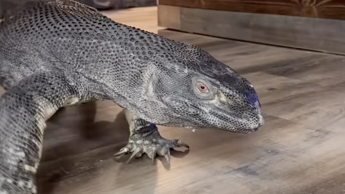 Black Throat Monitor Is Taking Over South Dakota Reptile Zoo