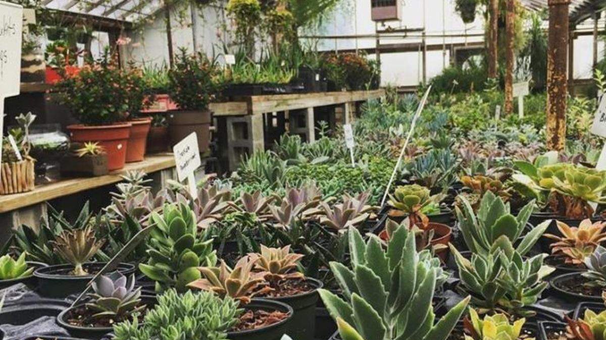 Photo via Oakdale Greenhouses on Facebook
