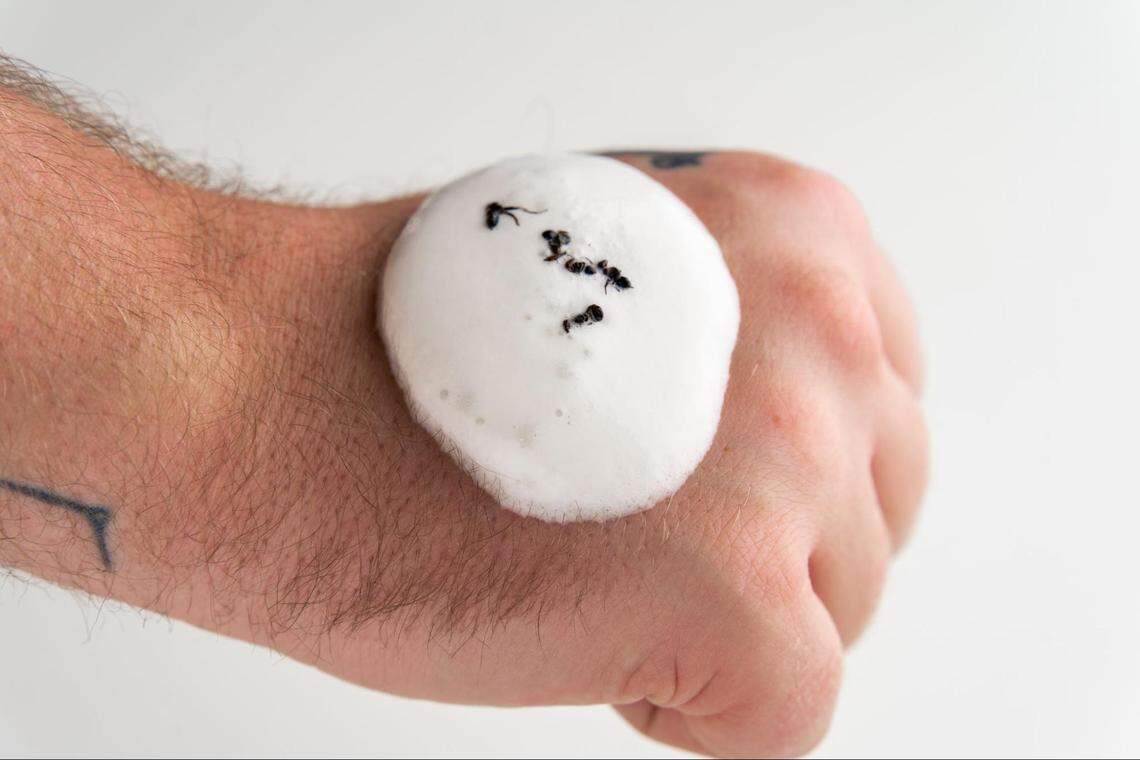 Ants, anyone? A dish during Counter’s Modern Menu featured a Thai lemongrass curry aeration and black ants.