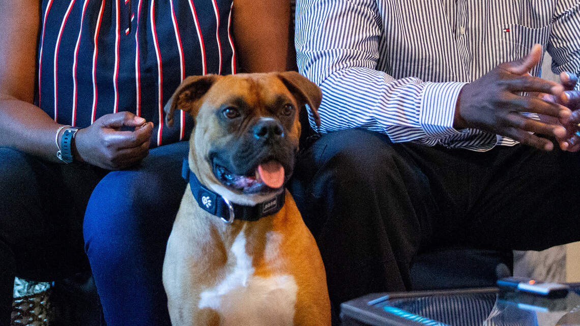 This dog jumped from a car and disappeared for 9 months. How did he find his way home?