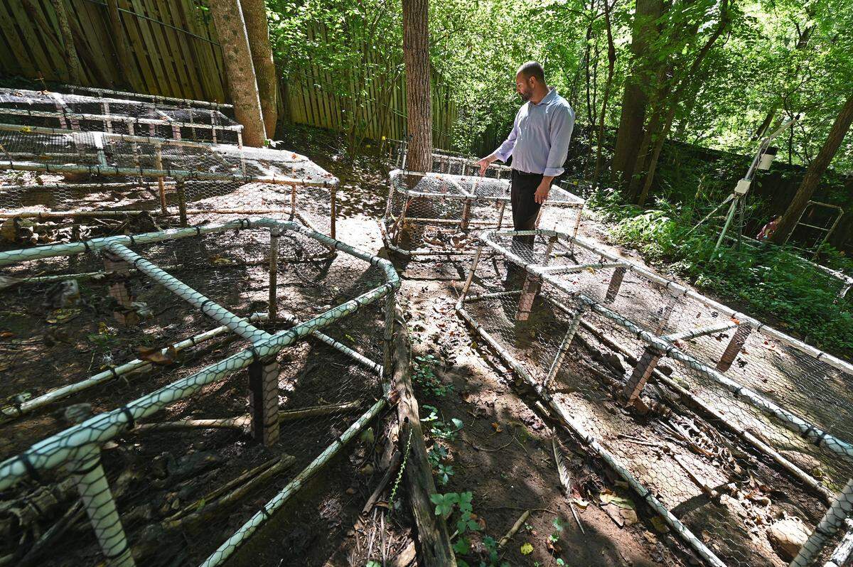 Nicholas Passalacqua, the Western Carolina University director of forensic anthropology walks among donor remains at the university’s Forensic Osteology Research Station (FOREST).