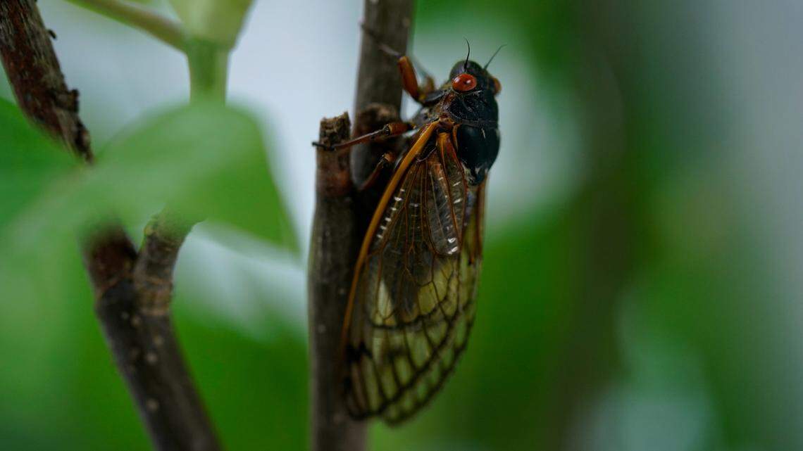 An adult cicada is seen, in Washington, Thursday, May 6, 2021. 