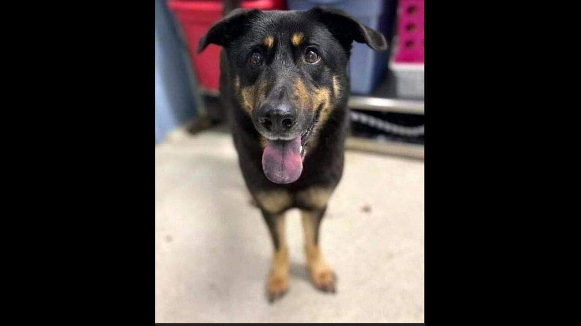 Steve Nichols and John Winn of Indian Trail, NC, adopted Fezco from Stanly County Animal Protective Services in Albemarle on Tuesday, March 22, 2022. They renamed the dog Oscar.