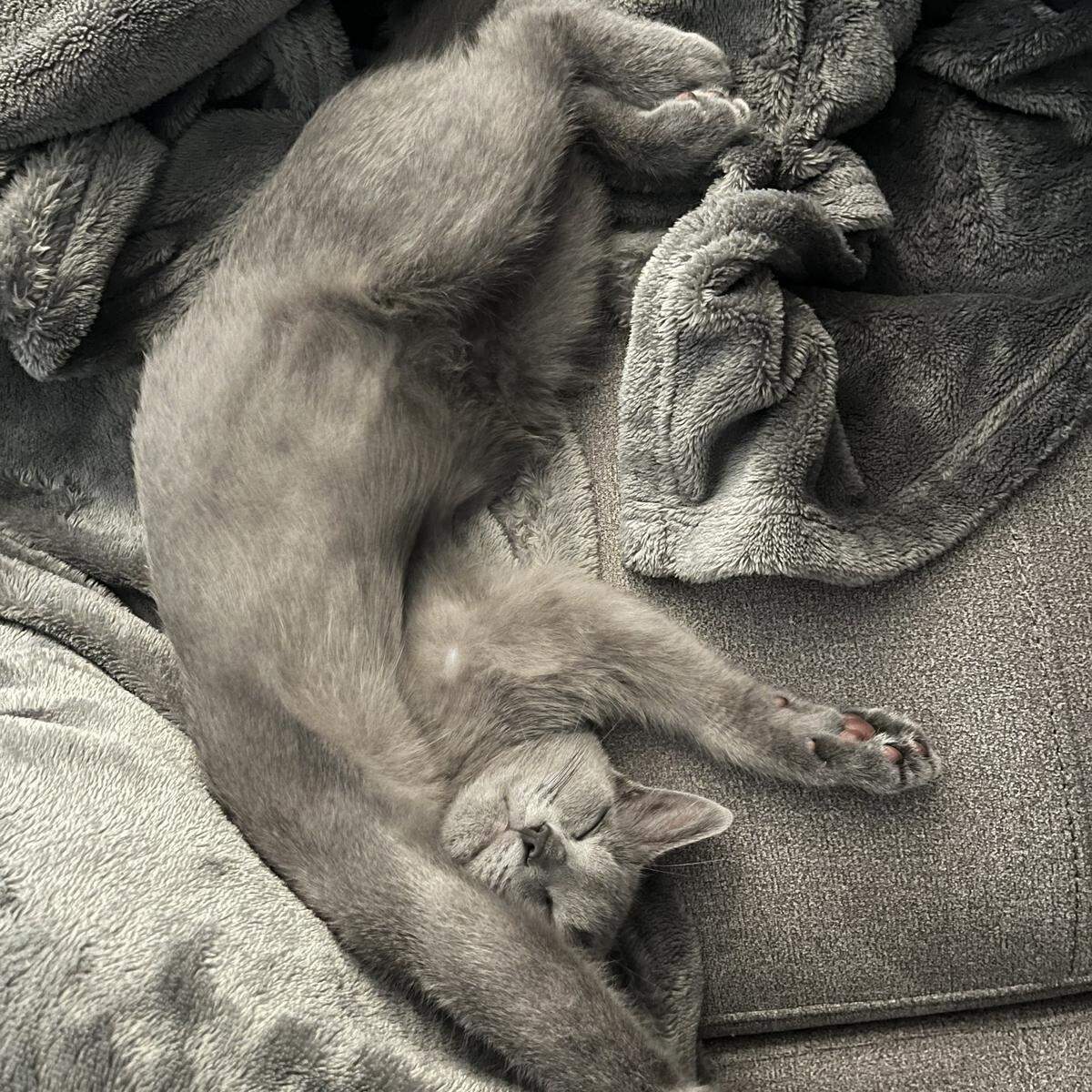 Overhead shot of a gray kitten sleeping on its back on a soft gray blanket.