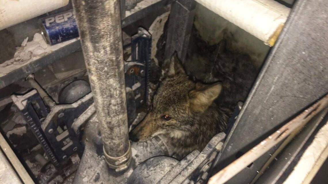 How did the coyote known as "Little Elvis" gut stuck in a wall at the Memphis convention center?