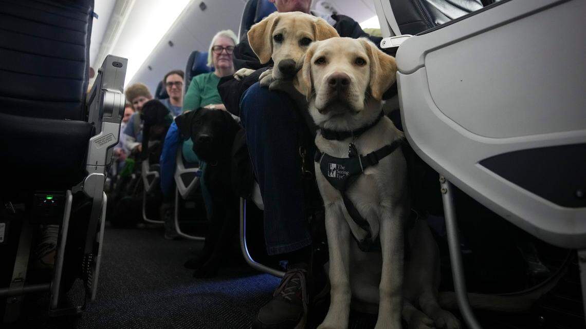 Over 100 Puppies Touch Down at Airport How You Can Help