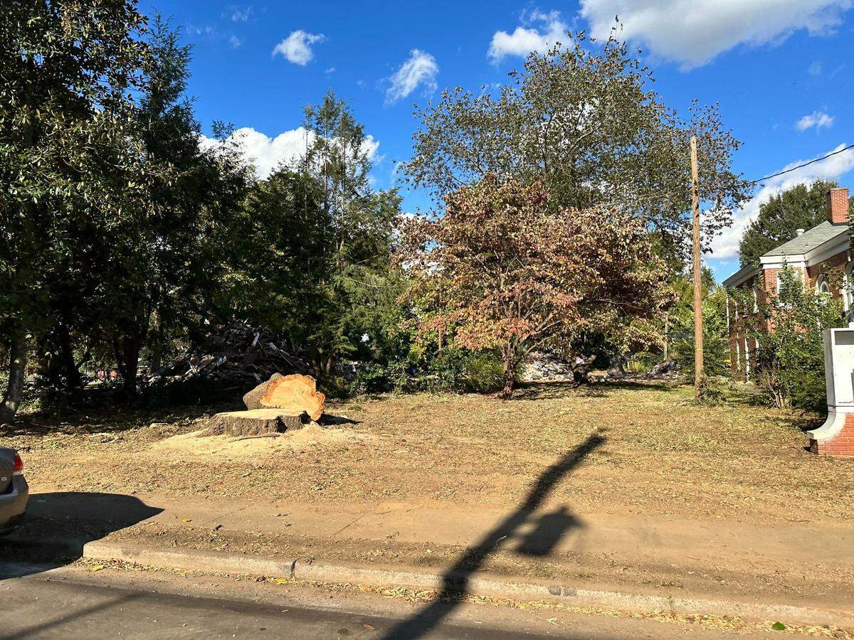 A willow oak tree along E. 36th Street in NoDa was taken down in the past few days.
