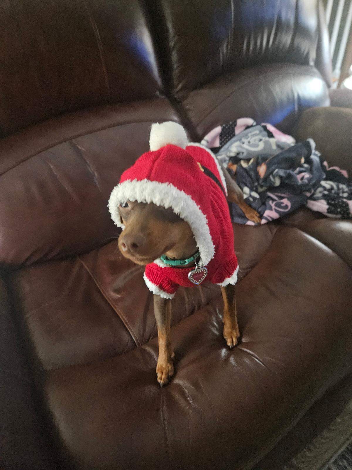 Phoebe “loved life and loved everybody,” owner Debbie Marcum said.