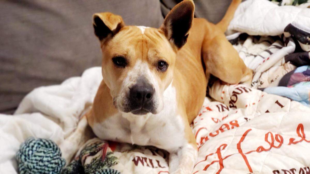 The CMPD Animal Control and Care’s SouthPark Mall Virtual Pet Adoption event on March 6 will help connect pets with those seeking to adopt.